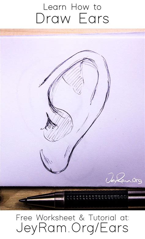 How To Draw Ears How To Draw Ears Beginner Sketches Pictures To Draw