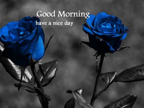 Good Morning Beautiful Blue Roses
