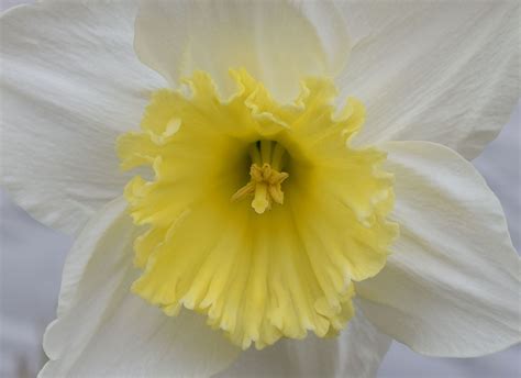 Daffodil Daffodils Flowers Lei Necklace