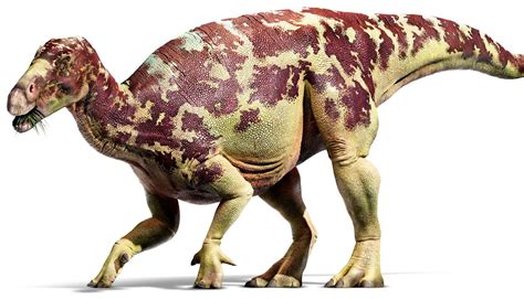 Iguanodon Dinopedia Fandom Powered By Wikia