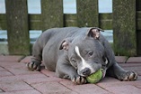American Bully Puppies: A Complete Guide and Facts