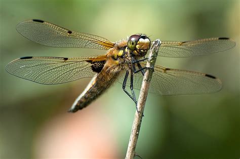 Dragonfly Sandra Flickr
