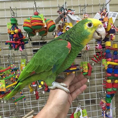 Amazon Parrot Double Yellow Headed Amazon Parrots For Sale Birds For