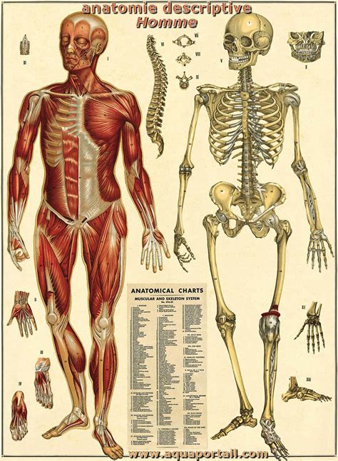 Anatomie Vlr Eng Br