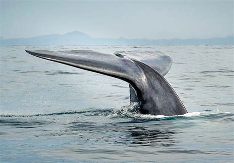 الثدييات الأعلى ، وهي الفترة الزمنية ، هي الحيتان الزرقاء التي يمكن أن. معلومات عن الحوت الازرق بالصور والفيديو - هولو - كل مفيد