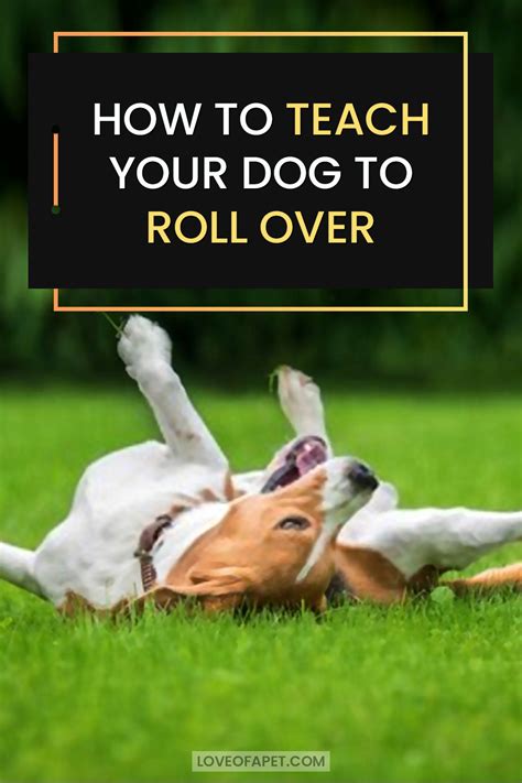 How To Teach Your Dog To Roll Over In 3 Simple Steps Love Of A Pet
