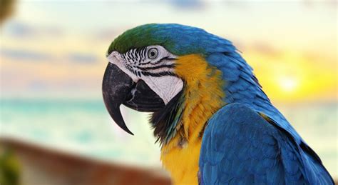 Free for commercial use no attribution required high quality images. Blue And Yellow Macaw Bird Facts And Pictures