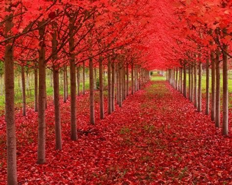 In Images The Most Beautiful Trees In The World 1 Million Women