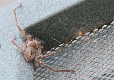Golden Huntsman Spider Olios Giganteus Bugguidenet