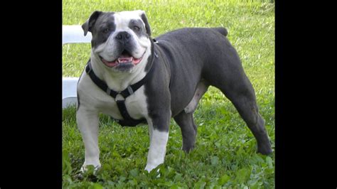 Olde English Bulldog Puppies Dogs For Sale In Albany