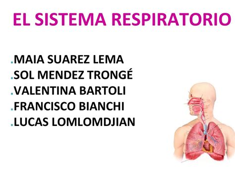 Sistema Respiratorio Beta1 By Mariana Pons Issuu