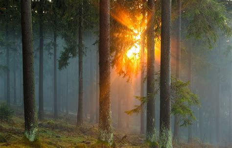 Wallpaper Forest The Sun Rays Trees Nature Fog Germany