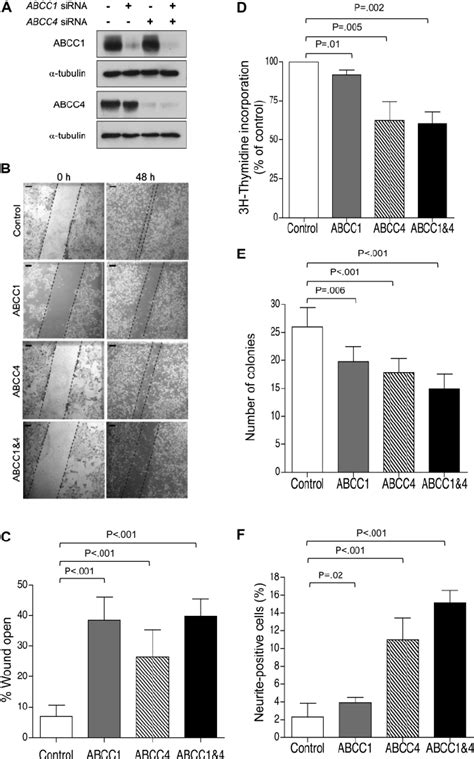 Impact Of Abcc1 And Abcc4 Suppression In Be2 C Human Neuroblastoma