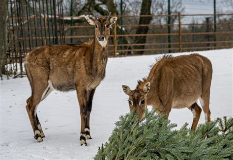 Antilopa Nilgau 250 €rok Zoo Bratislava