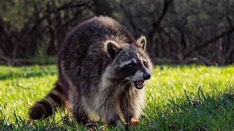 Can A Raccoon Give A Dog Rabies