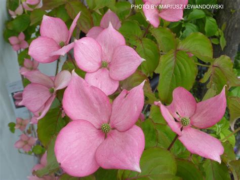 Buy Cornus Kousa Rosy Teacups Pink Flowering Chinese Dogwood Mr