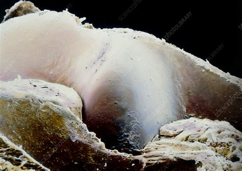 False Colour SEM Of Articular Hyaline Cartilage Stock Image P174