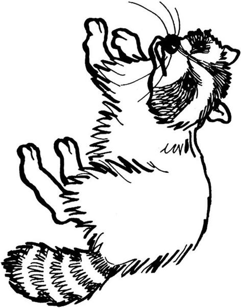 2975 x 3850 file type: Free Raccoon Pictures For Kids, Download Free Clip Art ...