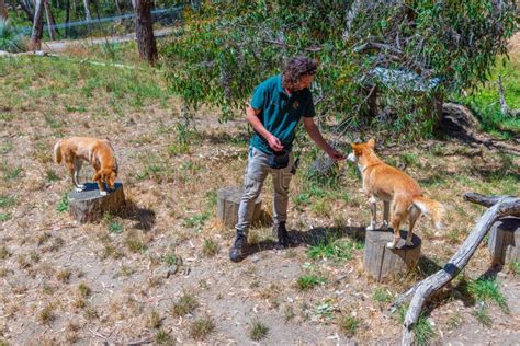 Adelaide Australia January 6 2020 A Volunteer Is Feeding A Dingo At