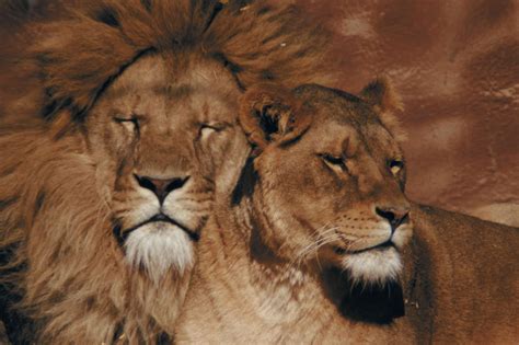 10 Facts about Lions » Almanac » Surfnetkids