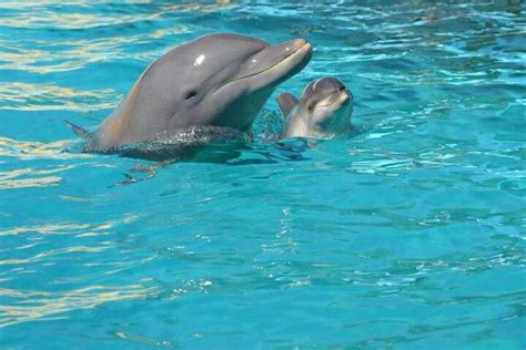 So Cute Delfines Mascotas Bonitas Ballenas