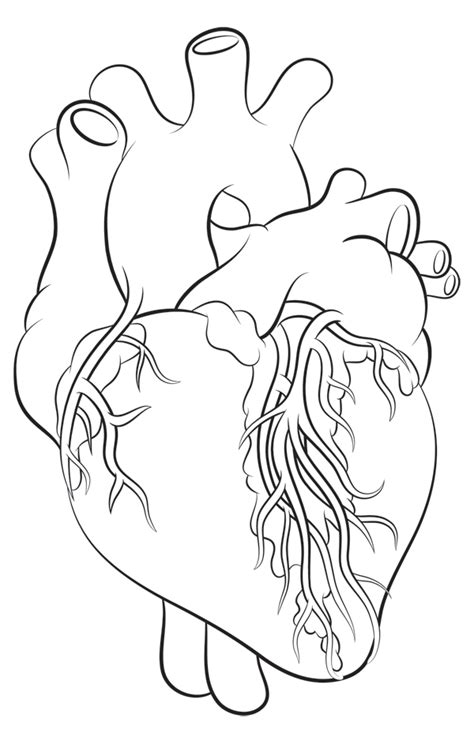 How To Draw A Heart Science Drawing Lesson Outline Art Science