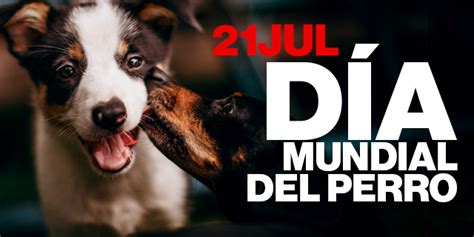 Dia Internacional Del Perro Guia 2021 Axialheadlines