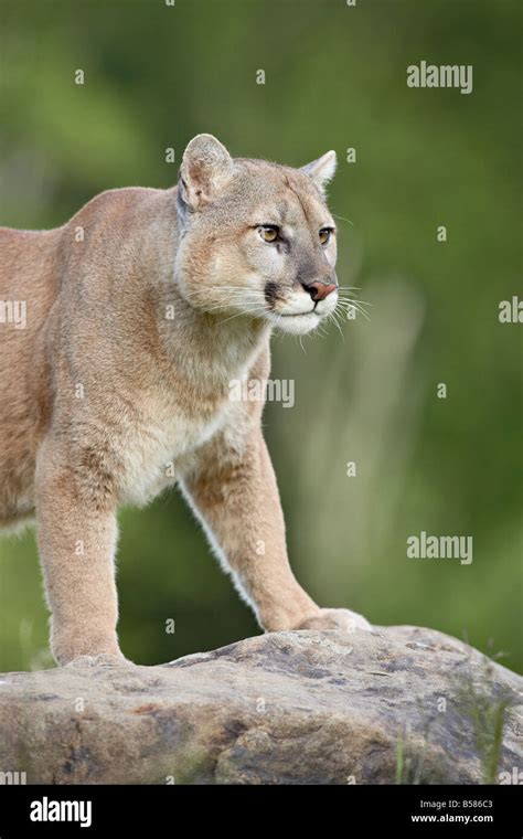 Mountain Lion Or Cougar Felis Concolor In Captivity Sandstone