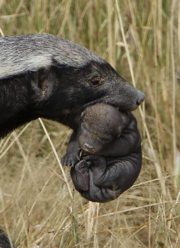 Honey Badger Mellivora Capensis Carrying Young Pup In He Flickr