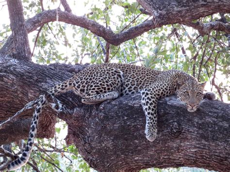 Malawi Zambia Safaris Cape Maclear 旅遊景點評論 Tripadvisor