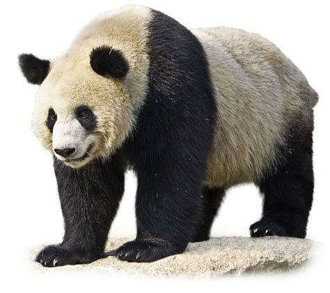 In order to get the right amount of nutrients from the the actually amount of bamboo a panda must eat is a massive 26 to 75 pounds per day. What Do Pandas Eat | Giant Panda Facts | DK Find Out