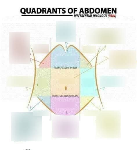 .anatomy • anatomical landmarks • references to palpable. Quadrants Labeled Anatomy : Solved 5 Using Flow Chart 1 ...