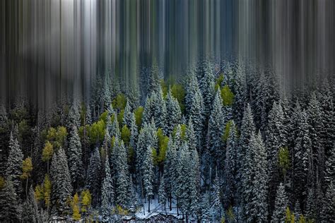 Lightly Frosted Forest Photograph By Spencer Bawden Fine Art America