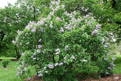 Common Lilac The Morton Arboretum