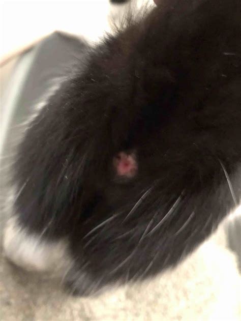 My Cats Butthole Appears To Be Red Or Have A Hint Of Blood When She