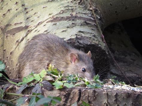 Brown Rat Looking For Next Meal Stock Image Image Of Products Towns