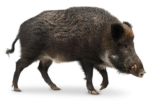 Pig Facts For Kids Wild Pig Facts Dk Find Out