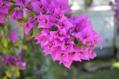 Maybe you would like to learn more about one of these? Key West | Flowers, Plants, Key west