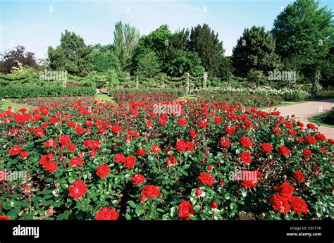 England London Regents Park Queen Marys Gardens Rose Gardens Stock