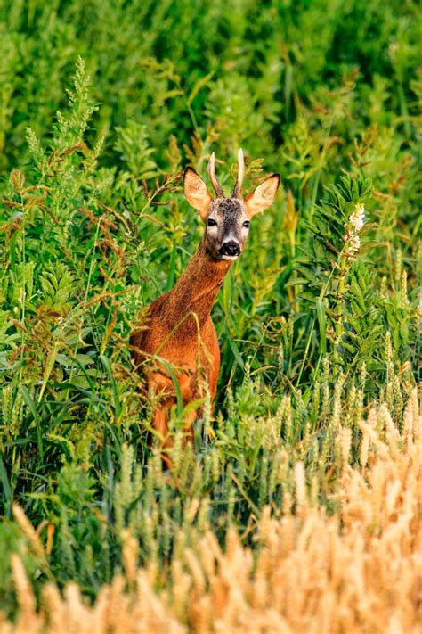 starke böcke unsere jagd 5 2021