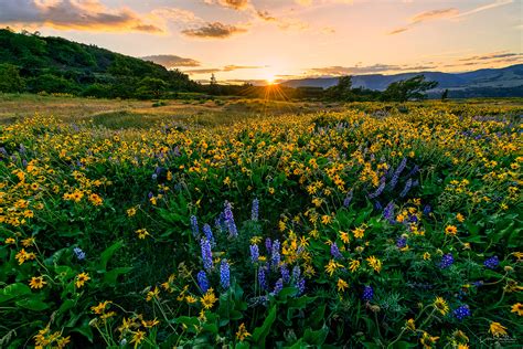 Spring Wildflowers Rowena Crest Oregon Landscape And Rural Photos