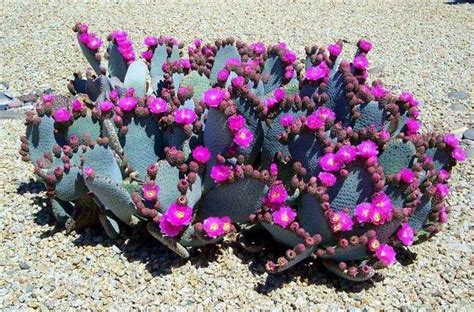 Opuntia santa rita own roots pot cm 10 cod 1363 succulent cactus store. Opuntia Santa Rita | Suculentas