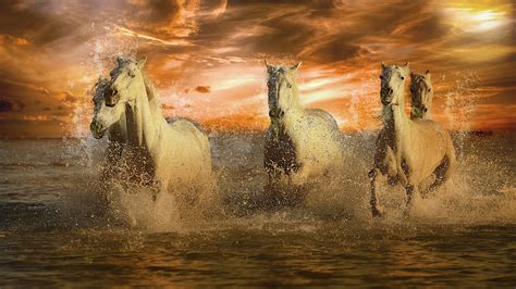 Running White Horses 4k Wallpapers Hd Wallpapers Id 30719