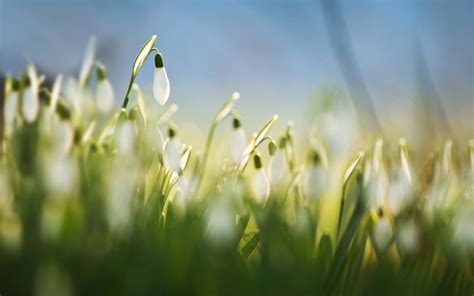 Snowdrops White Flowers Grass Spring Macro Blur Wallpaper