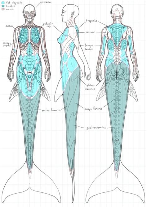 Mermaids Anatomy Child At Heart In 2019 Drawings Mermaid Art Art