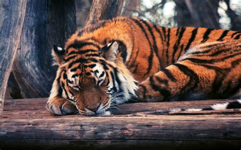 Tiger Sleeping On Logs Wallpaper Animal Wallpapers 47613