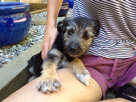 Puppies need lots of sleep and have short attention spans. 31 cats and dogs rescued from the wildfires need homes ...