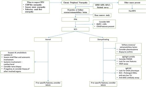 A Proposed Algorithm For The Diagnosis Of Ppn Crab Features Are