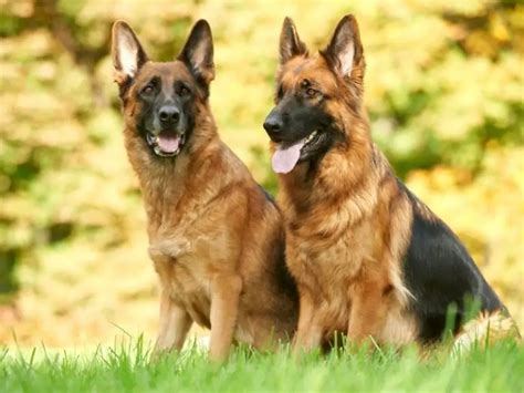 Different Types Of German Shepherd Complete Guide 2023 Canine Hq