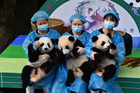 Chinese Giant Panda Breeding Base Launches Logo Design Contest